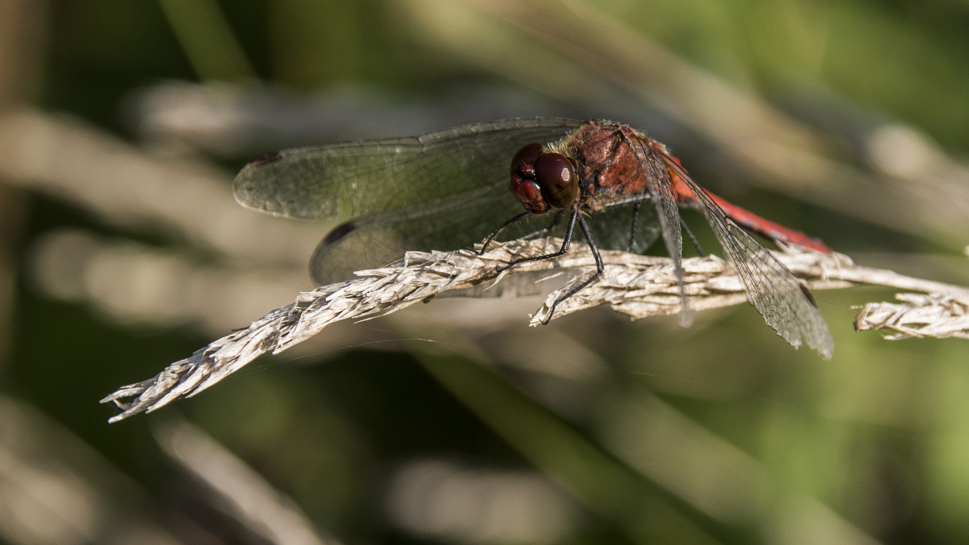 Blutrote Heidelibelle