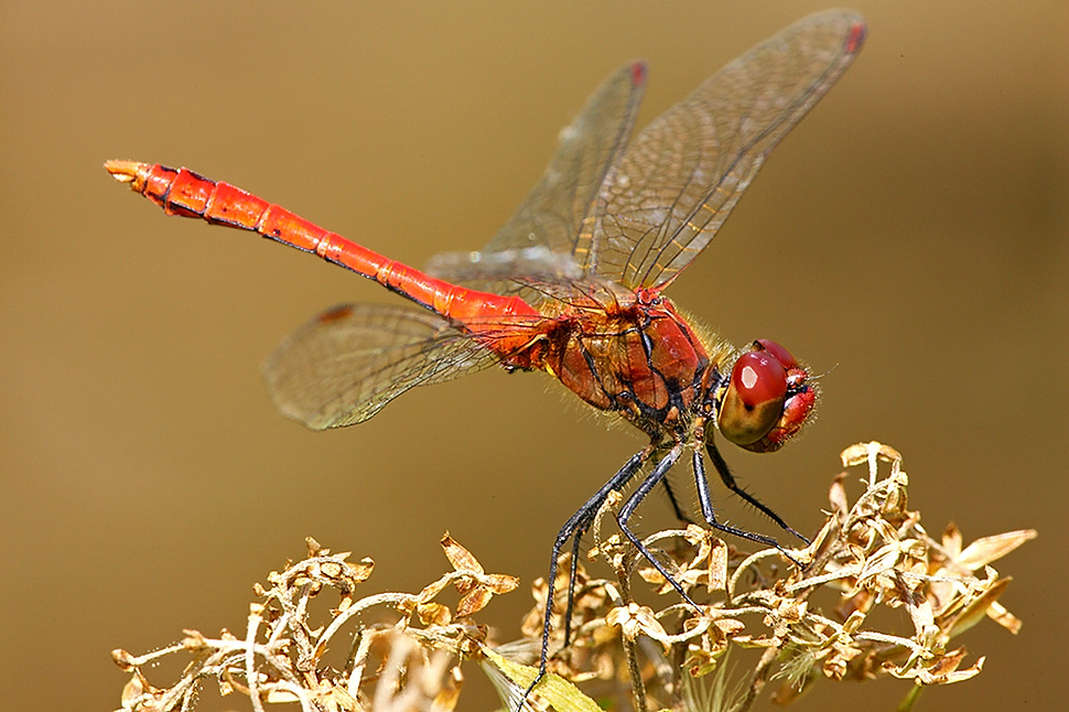 Blutrote Heidelibelle