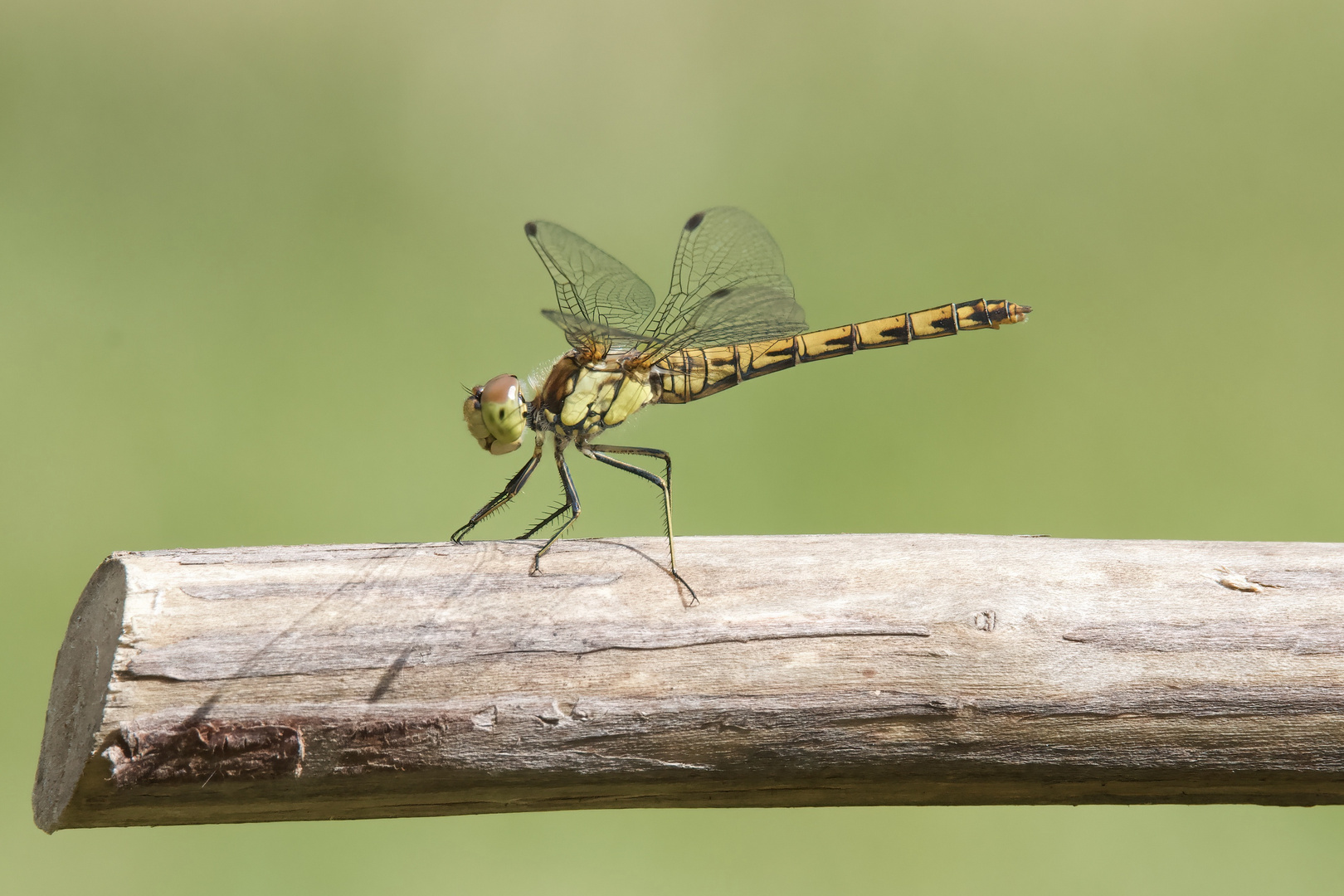 Blutrote Heidelibelle