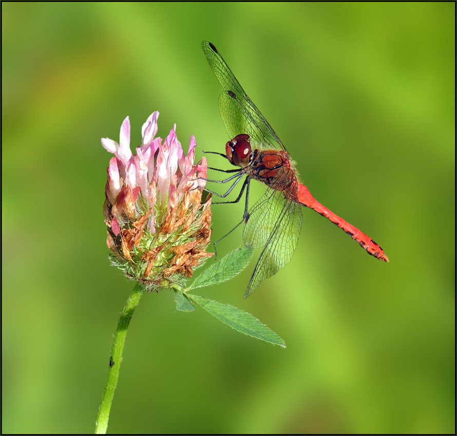 Blutrote Heidelibelle