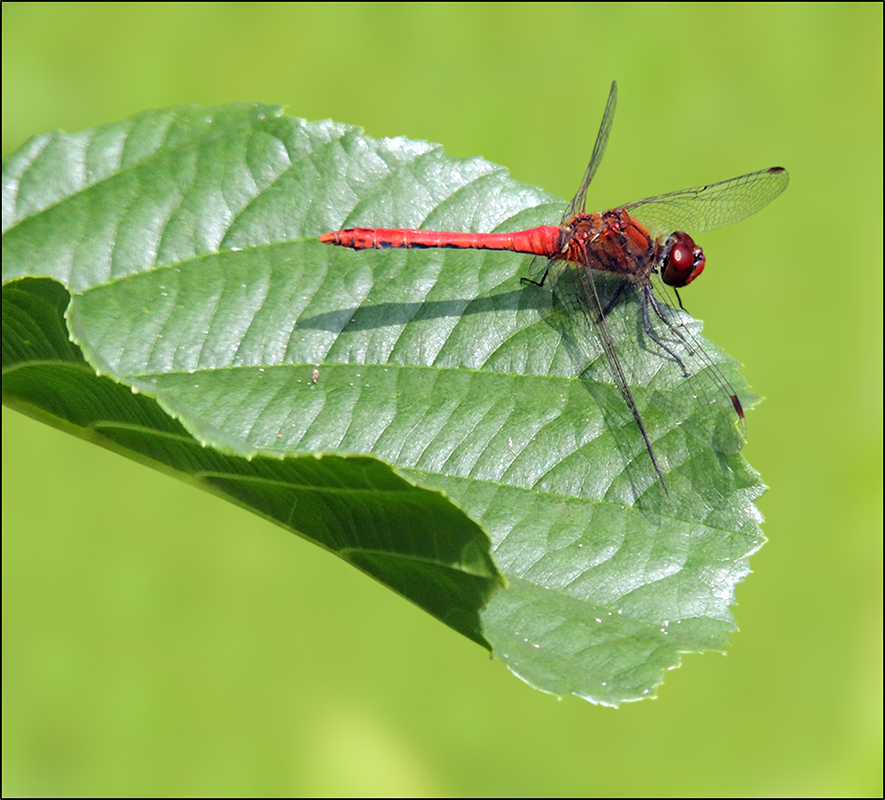 Blutrote Heidelibelle 