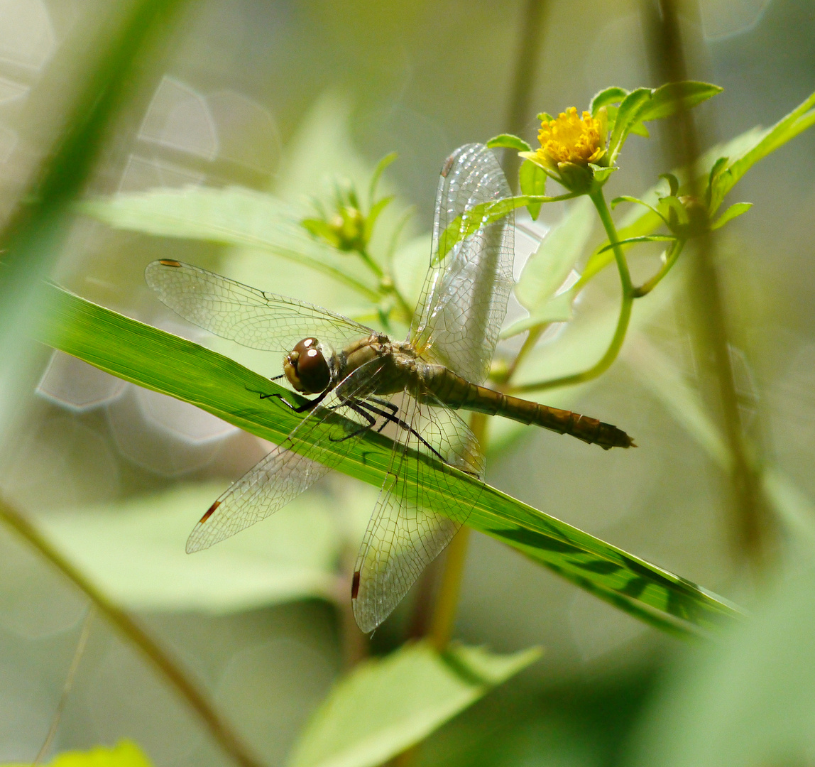 Blutrote Heidelibelle (f) - kreativ