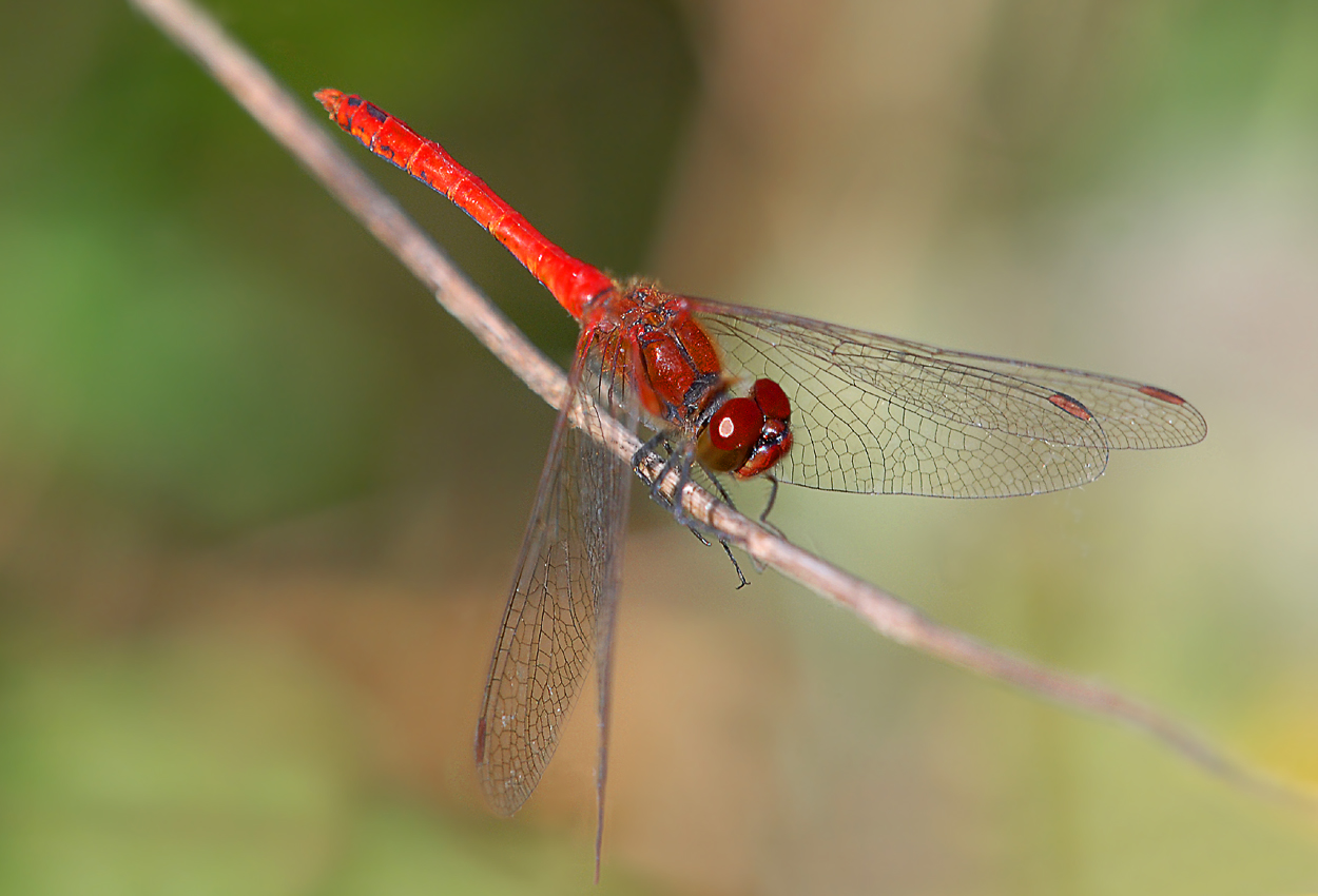 Blutrote Heidelibelle