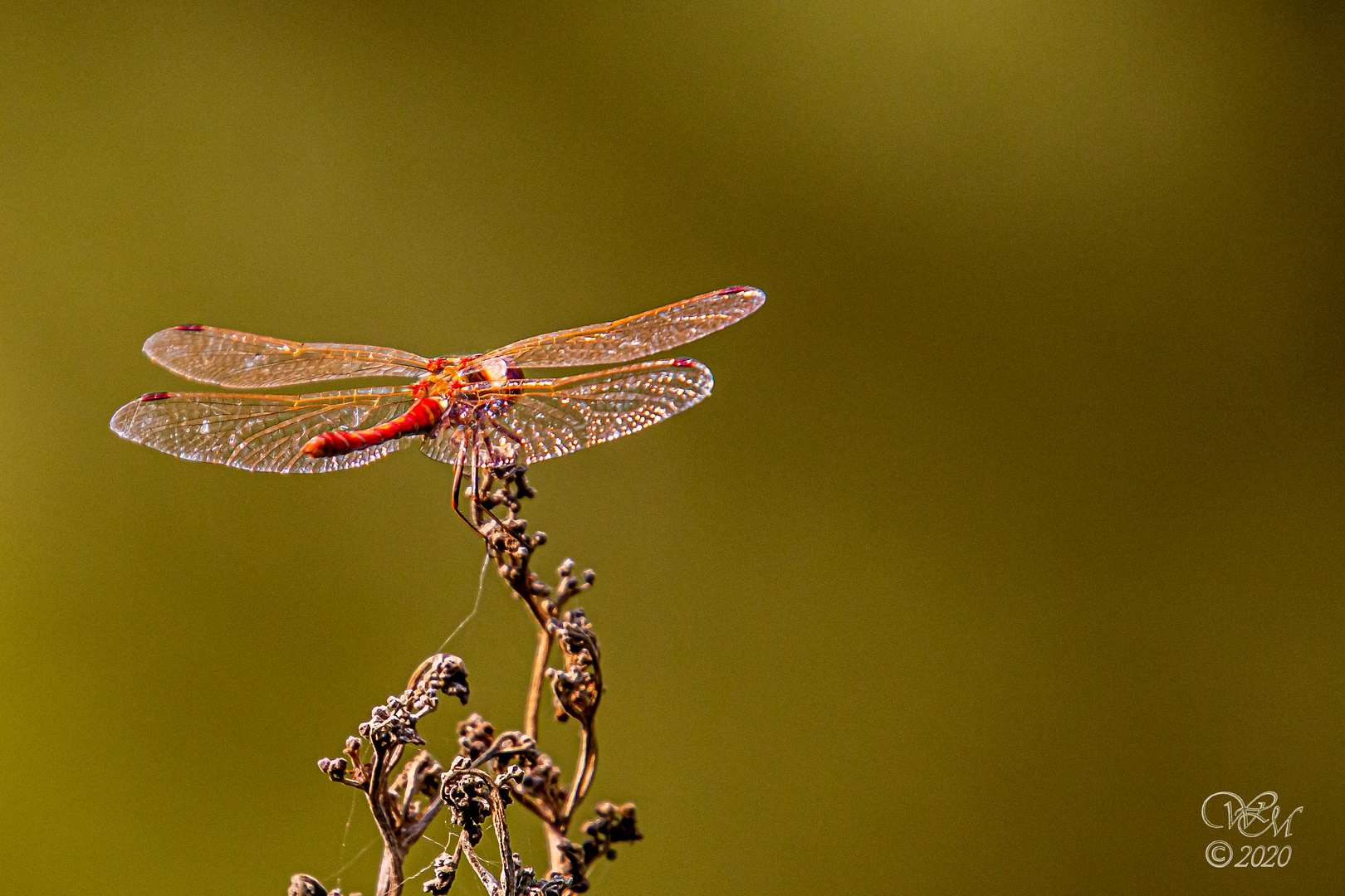 Blutrote Heidelibelle