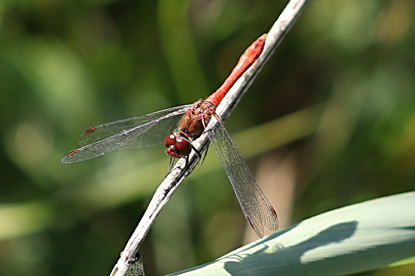 Blutrote Heidelibelle