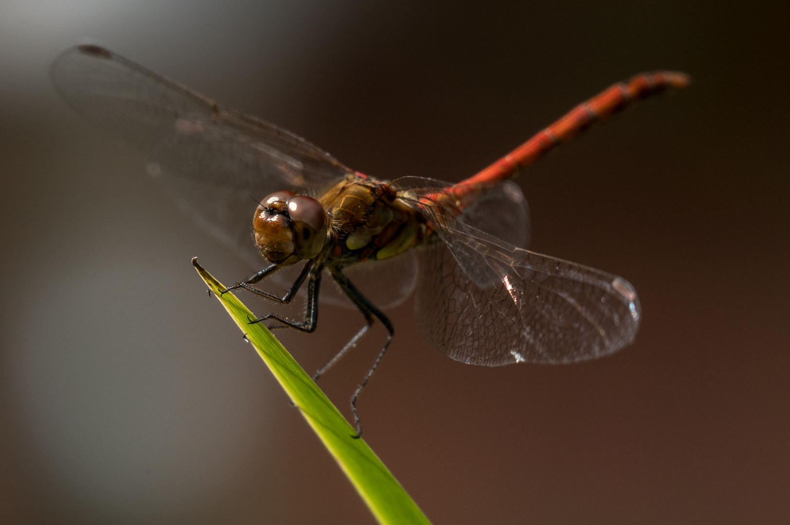 Blutrote Heidelibelle      