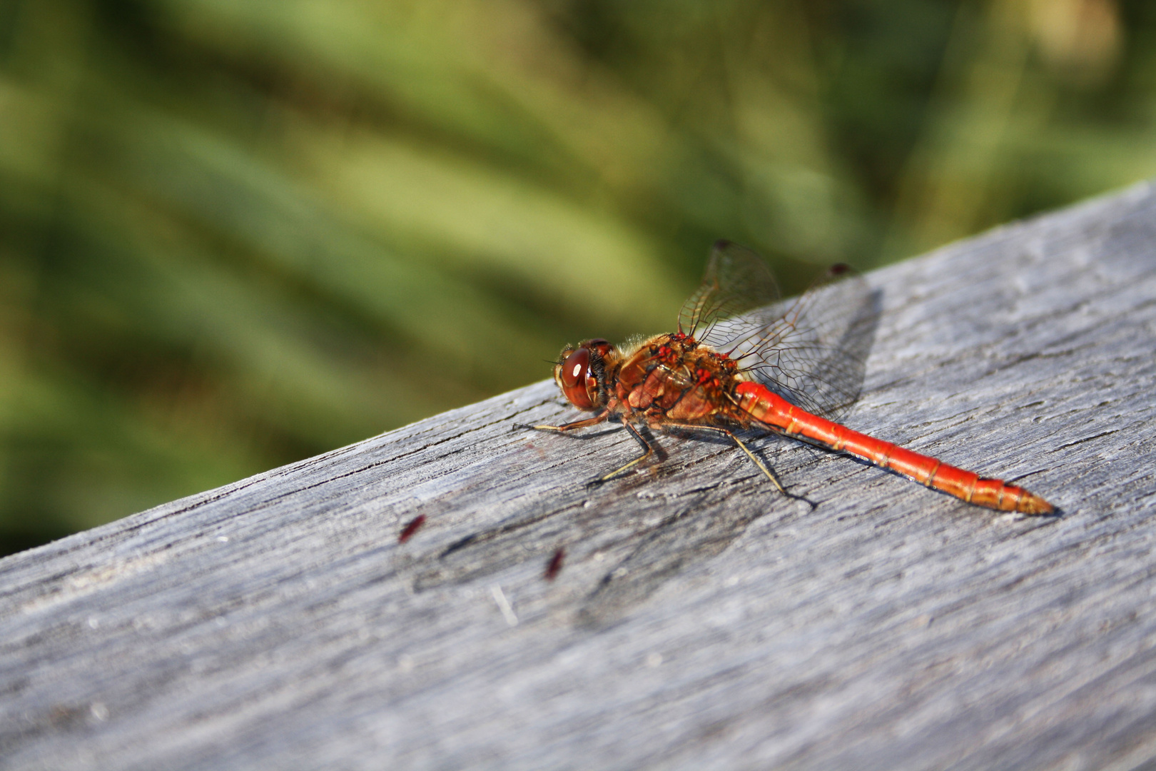 Blutrote Heidelibelle