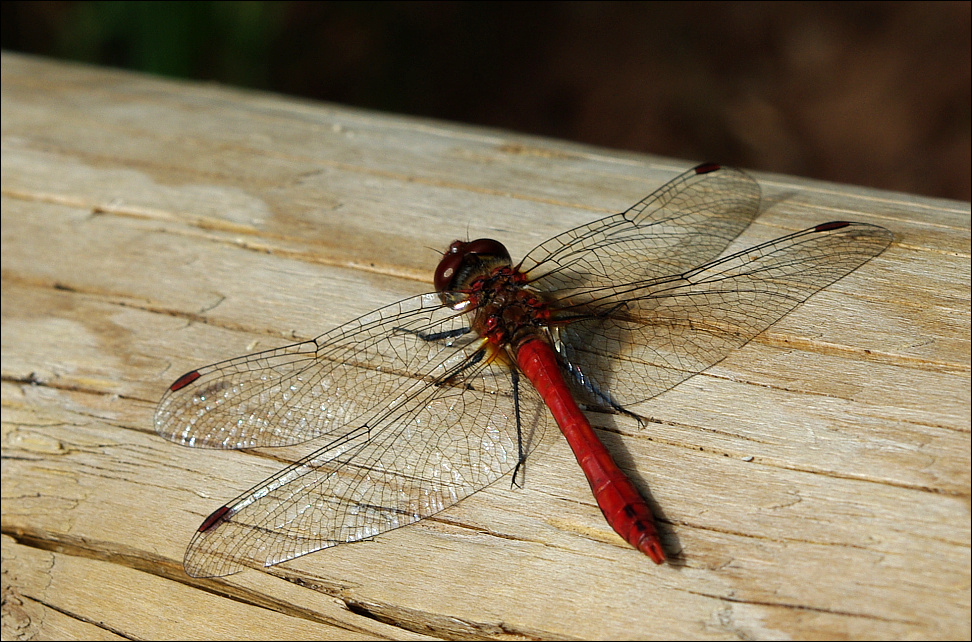 Blutrote Heidelibelle