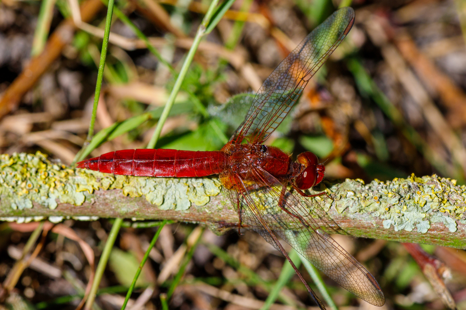 Blutrote Heidelibelle