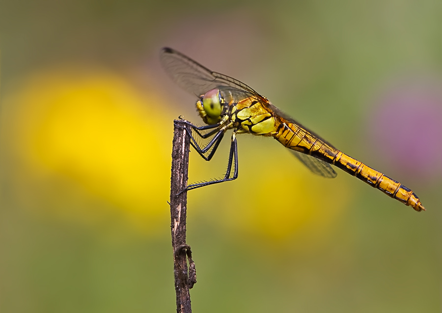 Blutrote Heidelibelle, frisches Weibchen