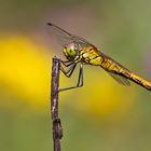 Blutrote Heidelibelle, frisches Weibchen