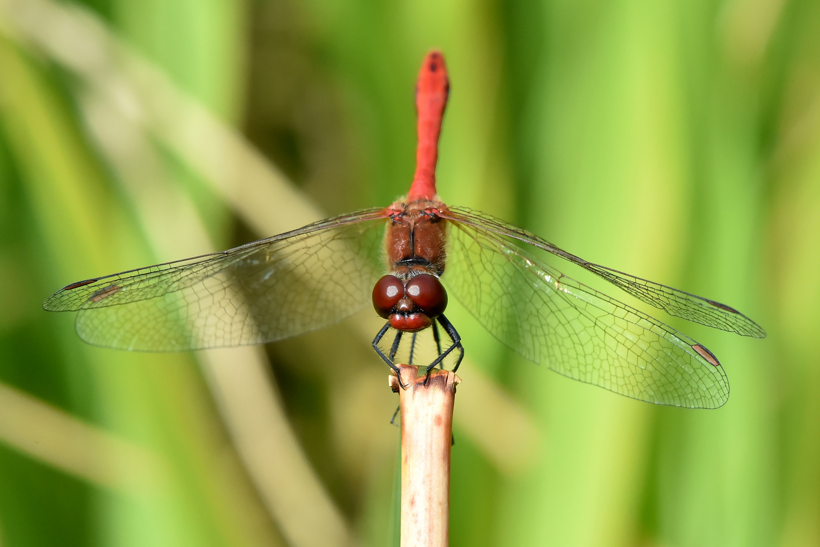 Blutrote Heidelibelle Frontal