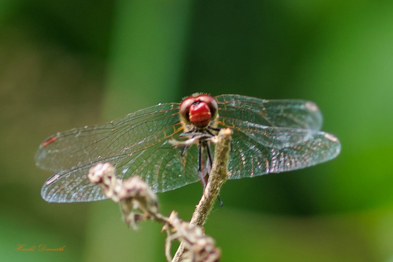 Blutrote Heidelibelle frontal