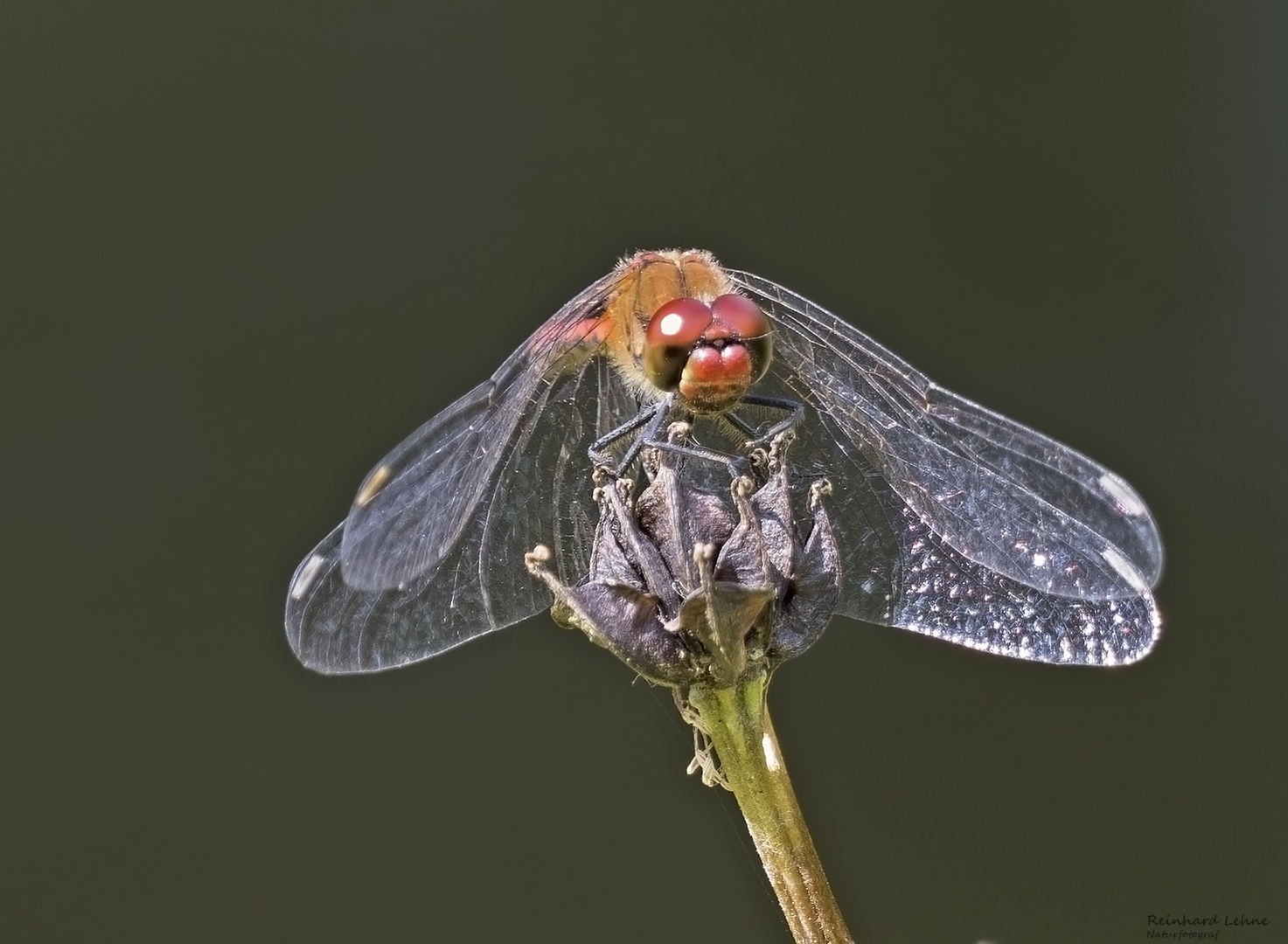  Blutrote Heidelibelle frontal