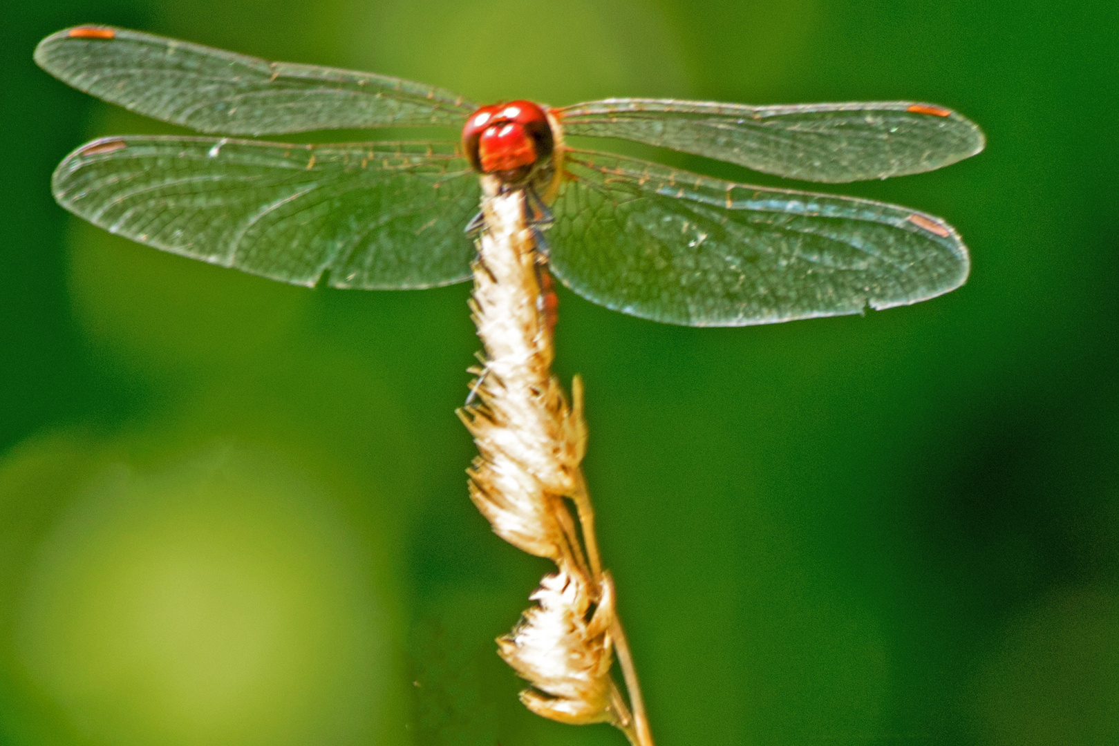 Blutrote Heidelibelle, Gesicht