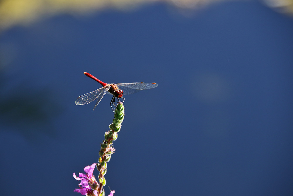 blutrote Heidelibelle im Ansitz