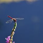 blutrote Heidelibelle im Ansitz