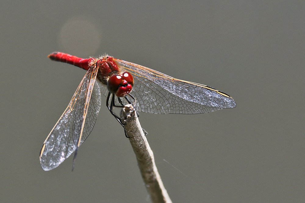 blutrote Heidelibelle im Ansitz