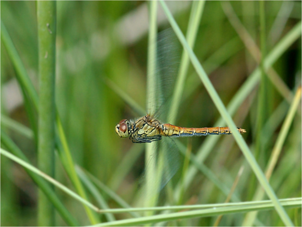 Blutrote Heidelibelle im Fluge