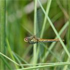 Blutrote Heidelibelle im Fluge