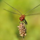 Blutrote Heidelibelle im Hitzeflimmern