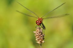 Blutrote Heidelibelle im Hitzeflimmern