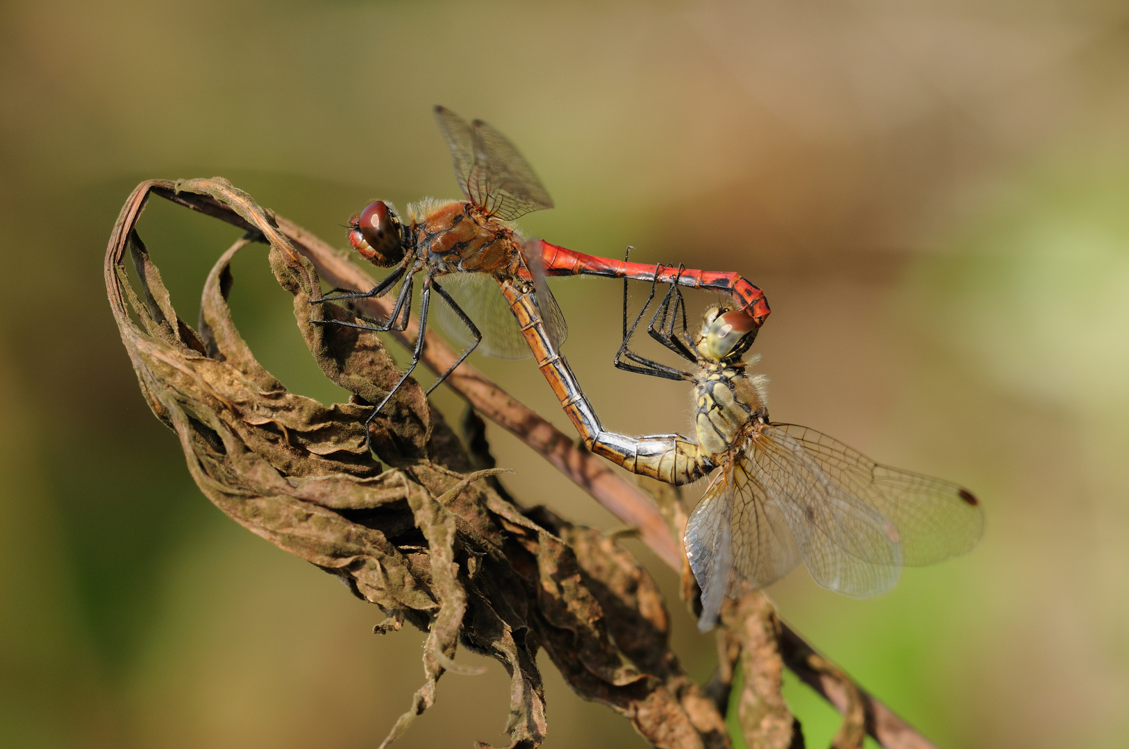 Blutrote Heidelibelle im Paarungsrad