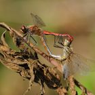 Blutrote Heidelibelle im Paarungsrad