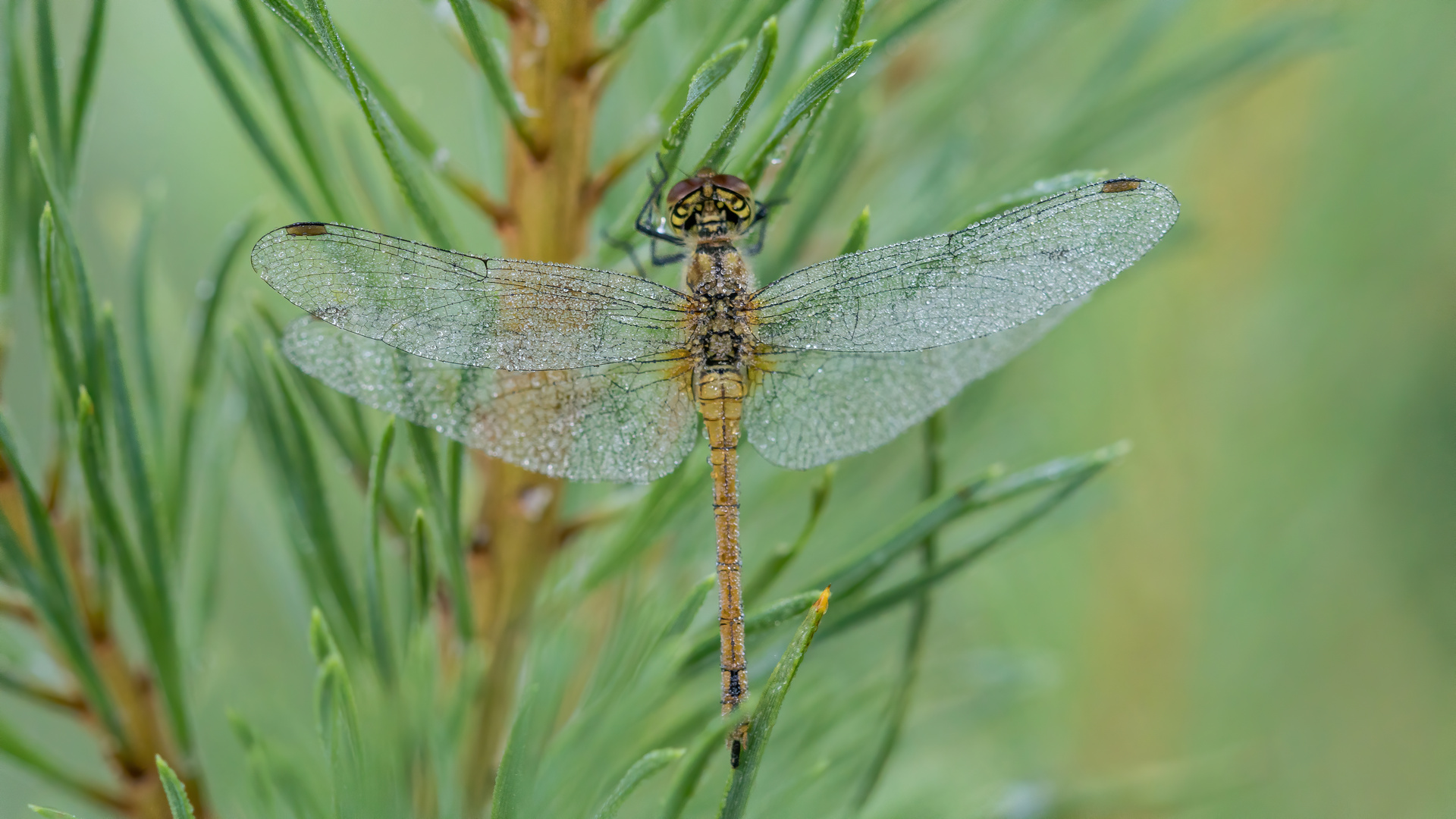 Blutrote Heidelibelle im Perlenkleid