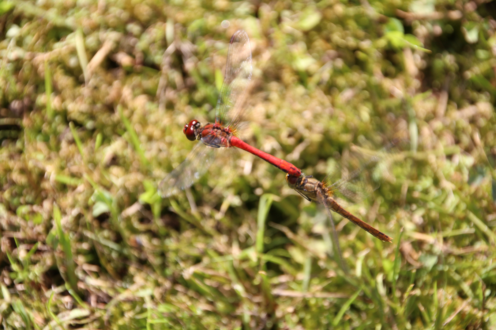 Blutrote Heidelibelle im Tandemflug