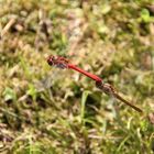 Blutrote Heidelibelle im Tandemflug