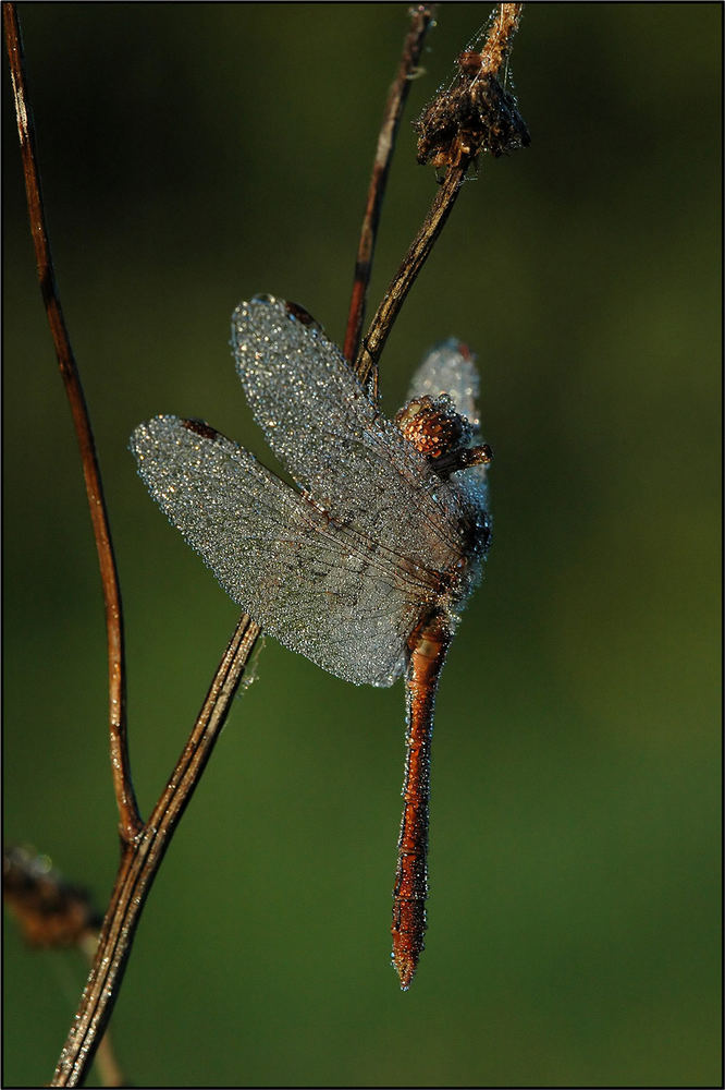 Blutrote Heidelibelle in Morgentau II