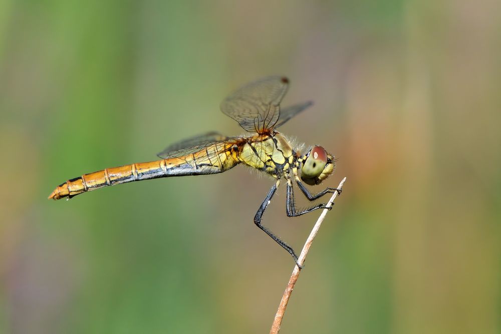 Blutrote Heidelibelle, jugendliches Weibchen