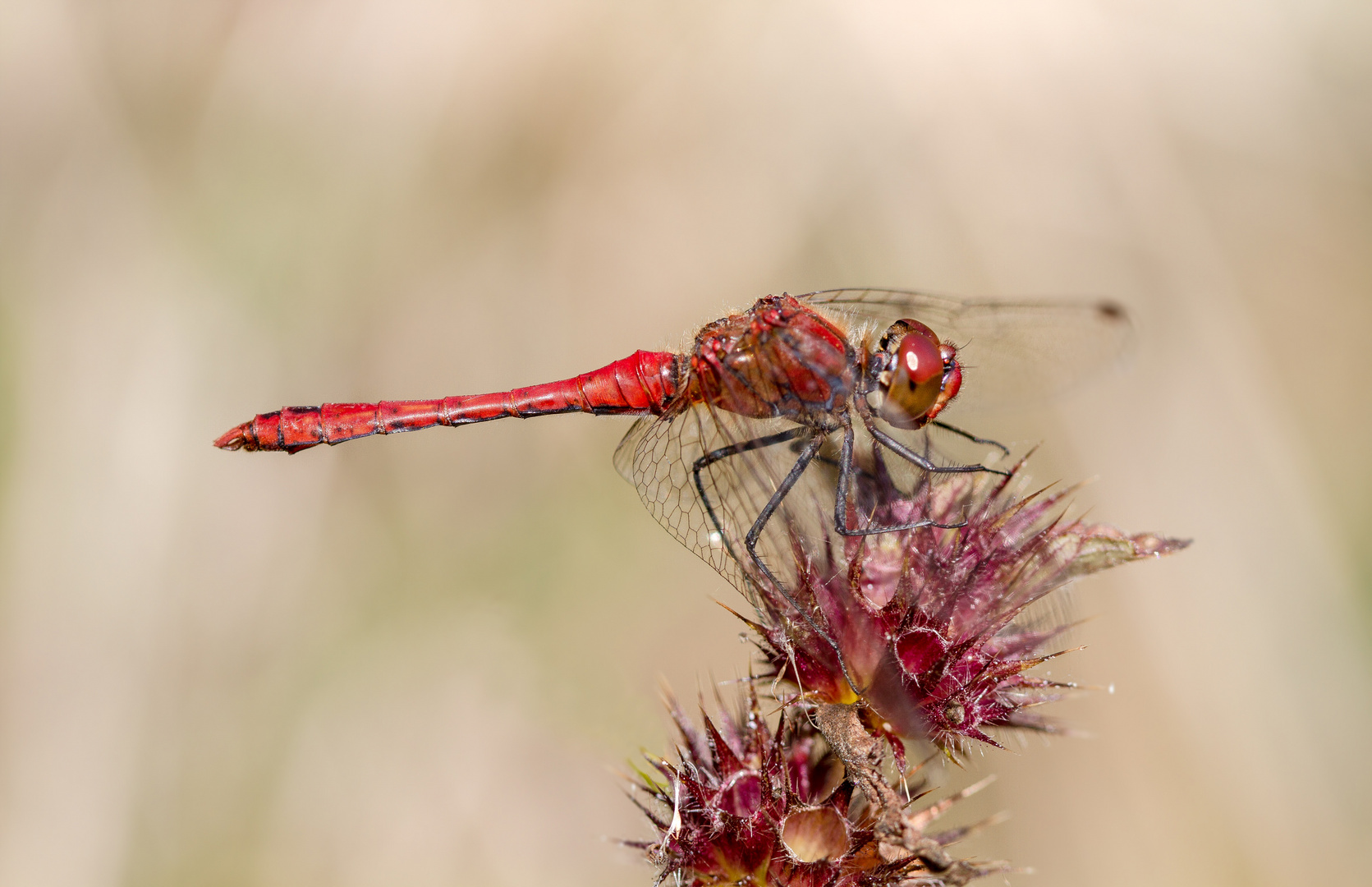 blutrote heidelibelle m.