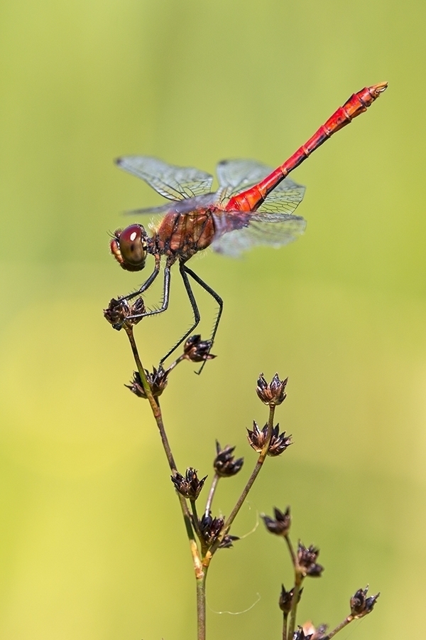 Blutrote Heidelibelle, m.