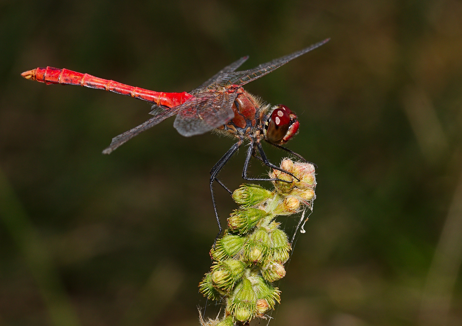 Blutrote Heidelibelle (m)