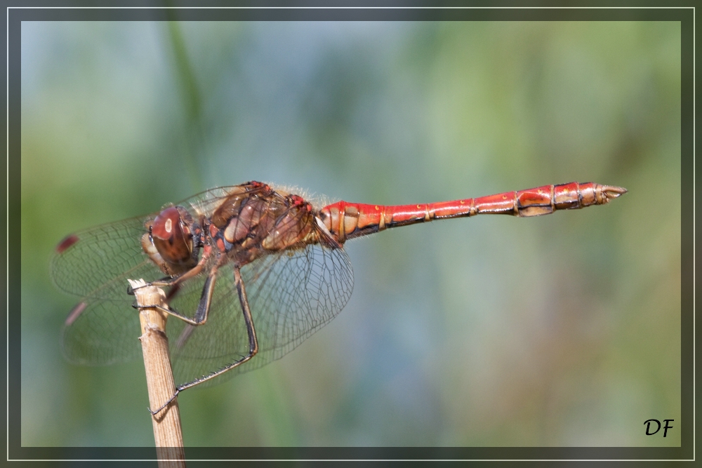 Blutrote Heidelibelle (M)