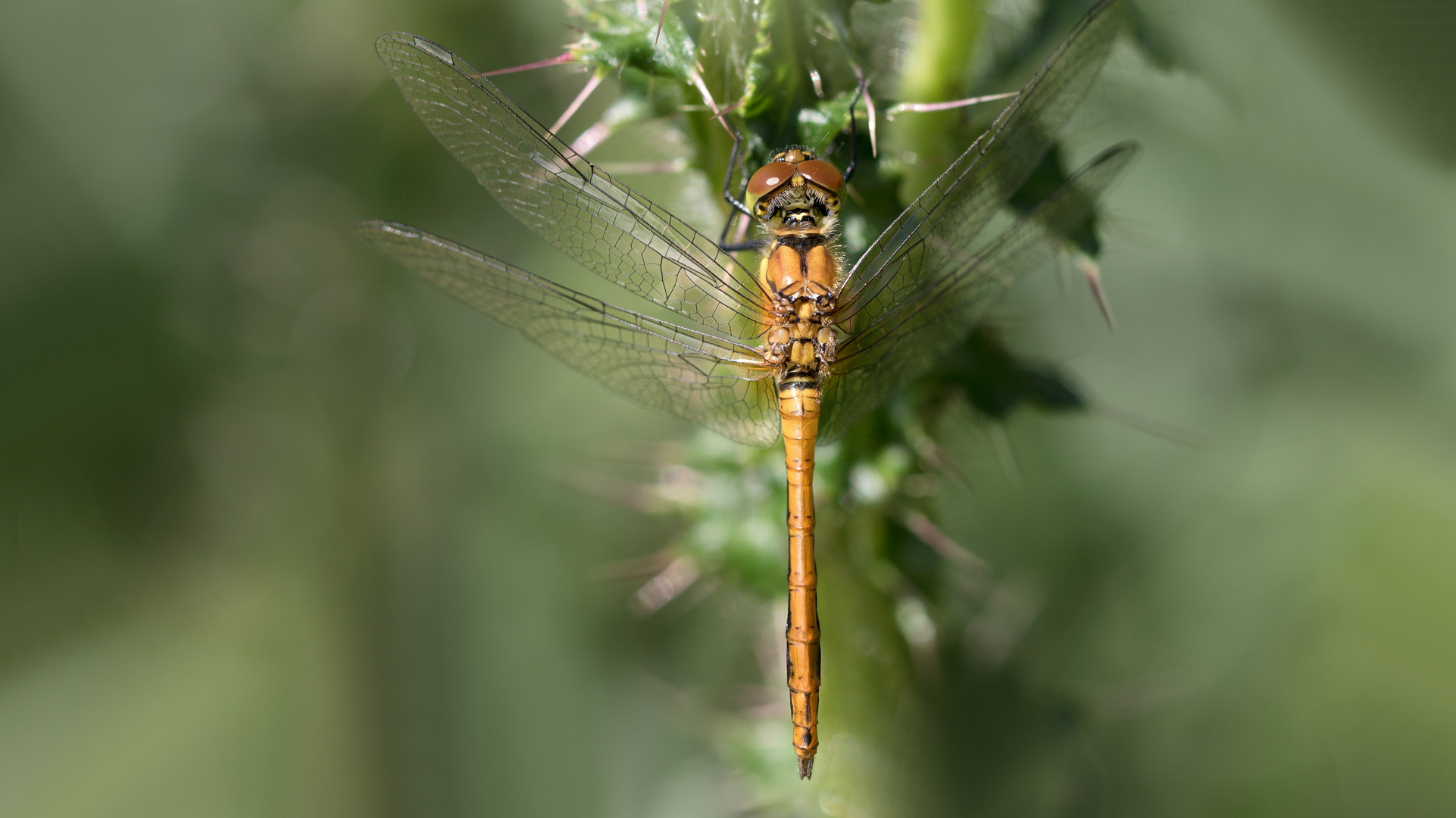 blutrote heidelibelle m.