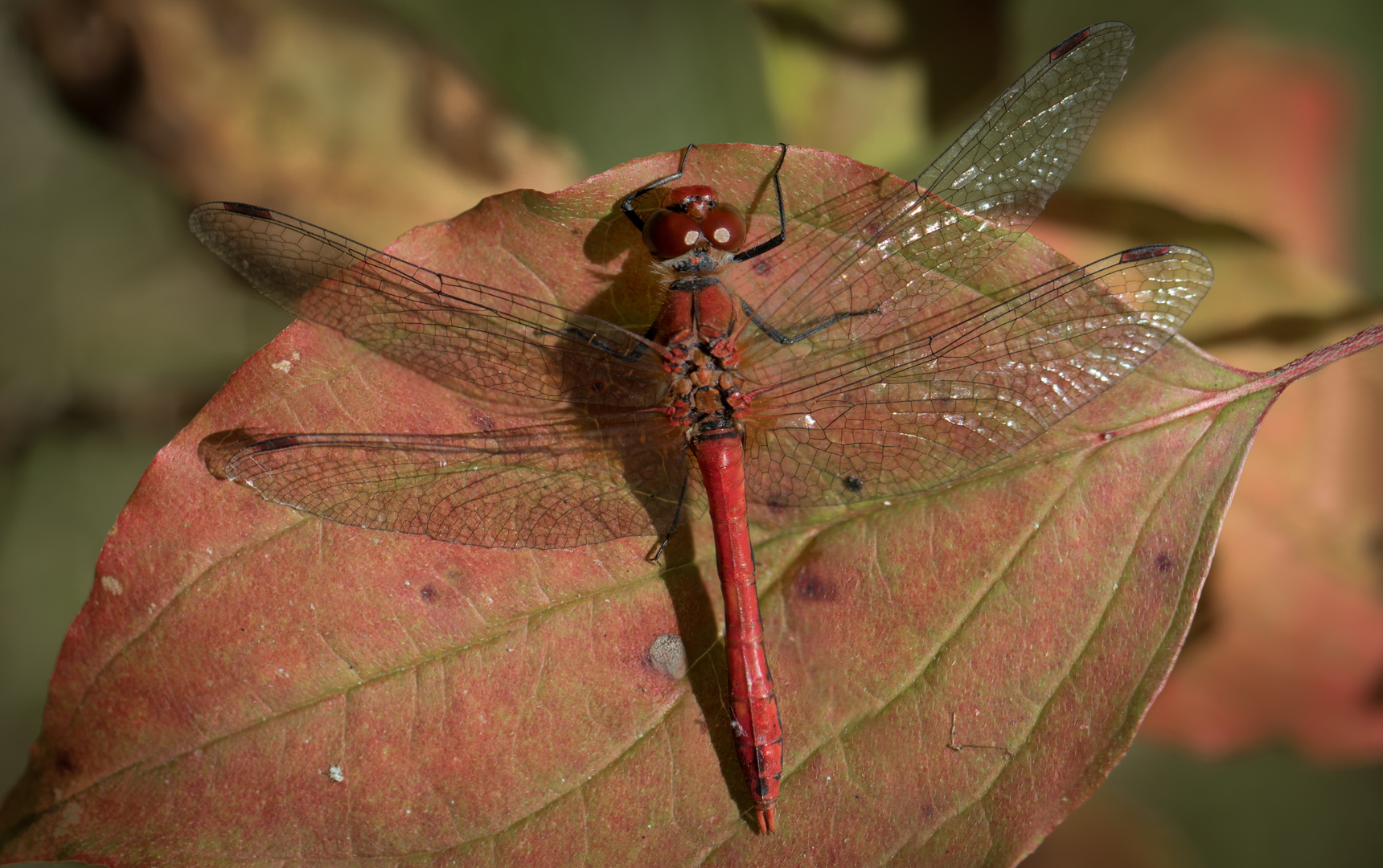 blutrote heidelibelle m.