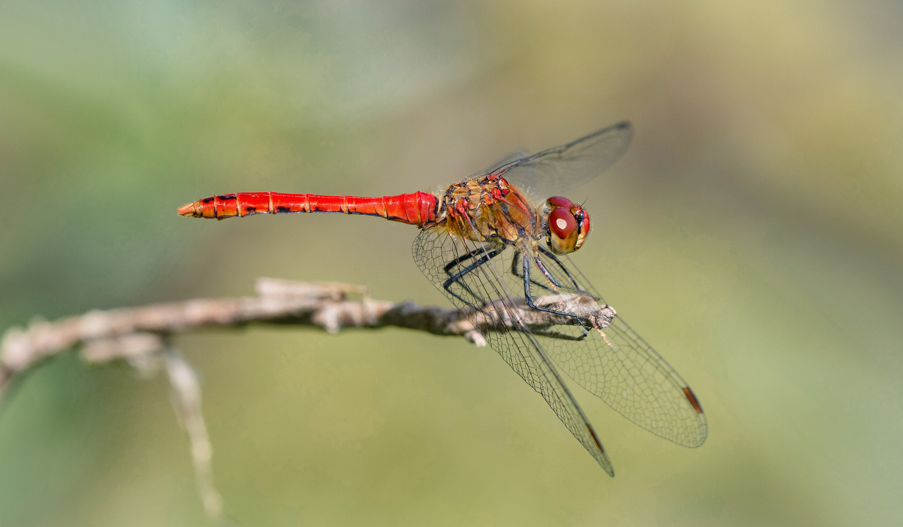 blutrote heidelibelle m.