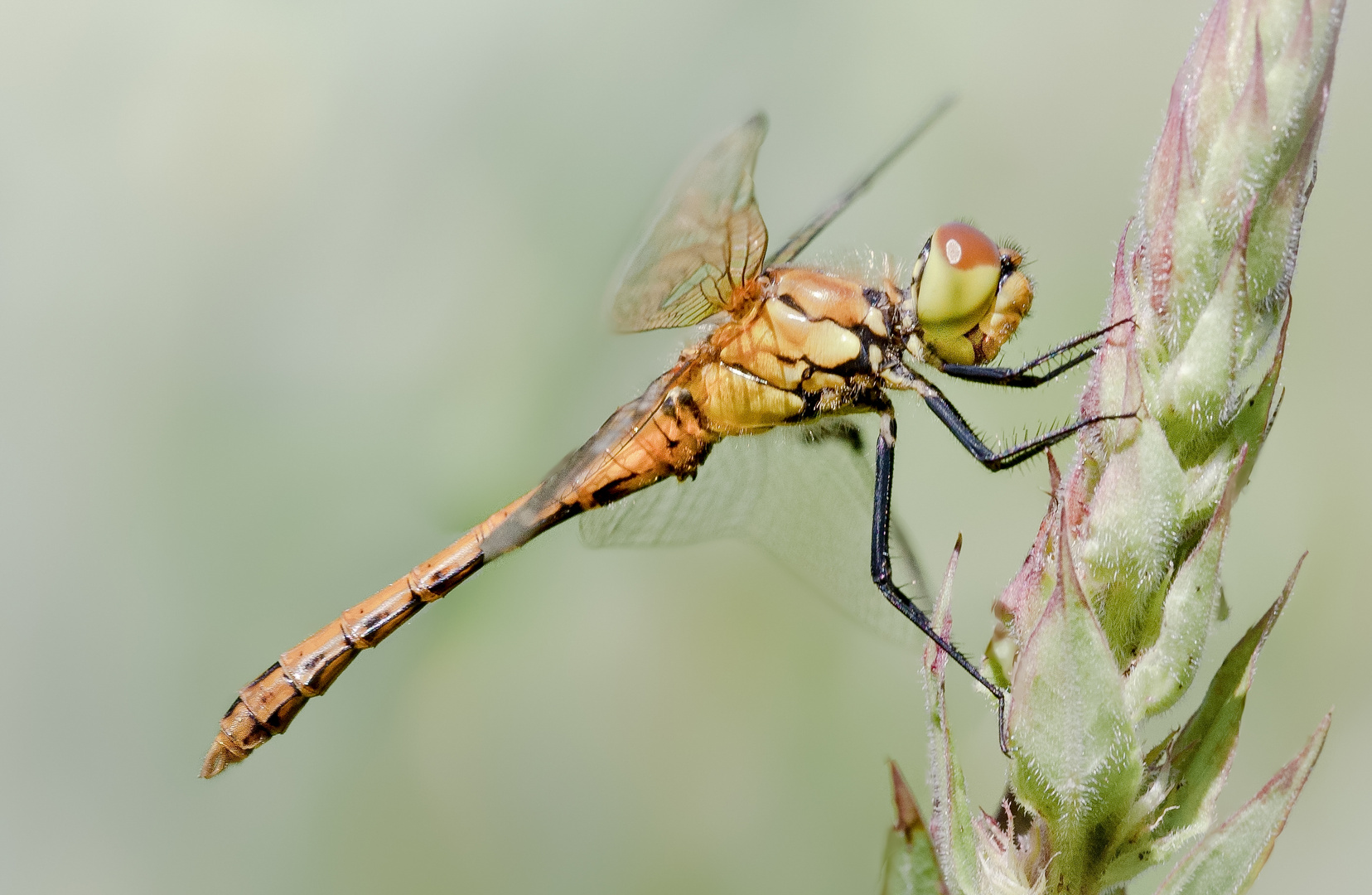 blutrote heidelibelle m.