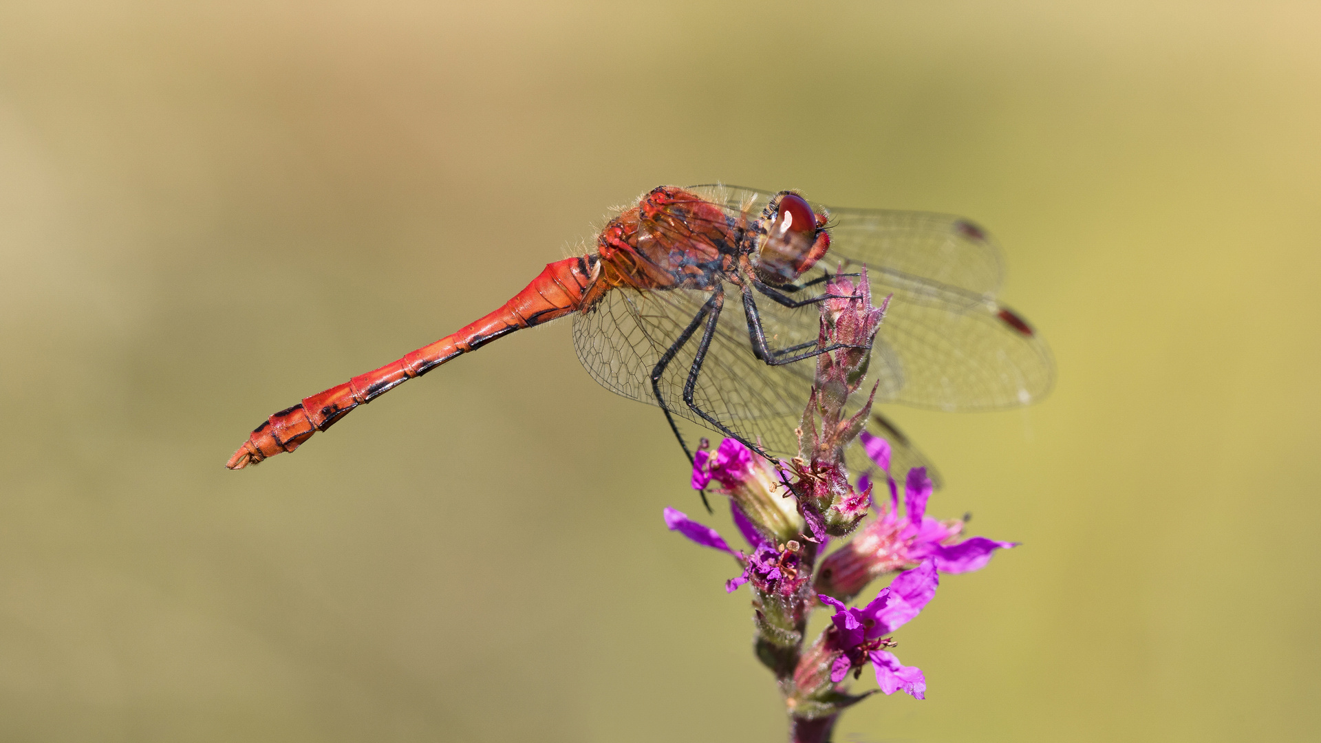 blutrote heidelibelle m.