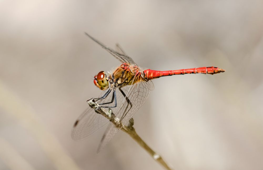 blutrote heidelibelle m.