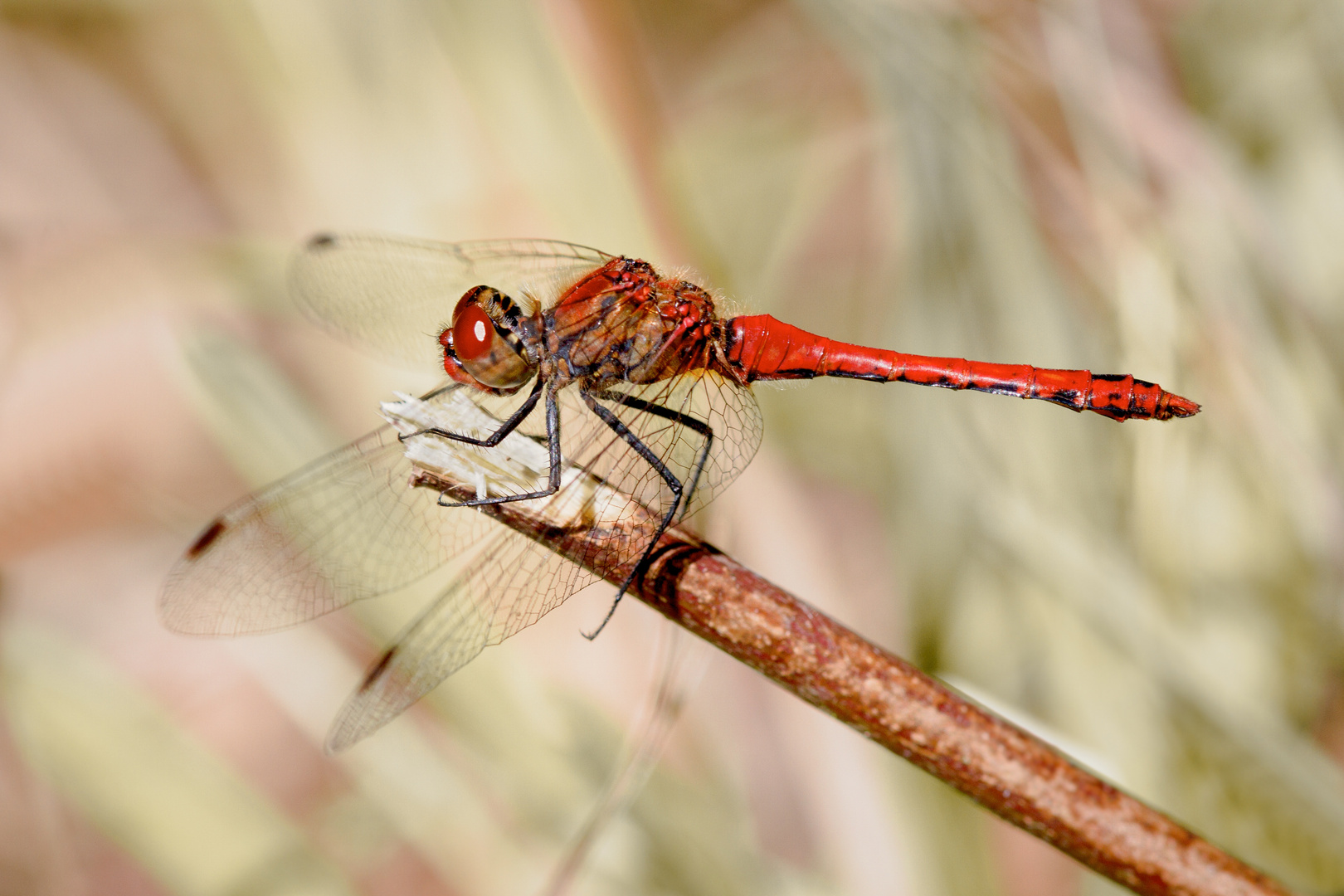 blutrote heidelibelle m.