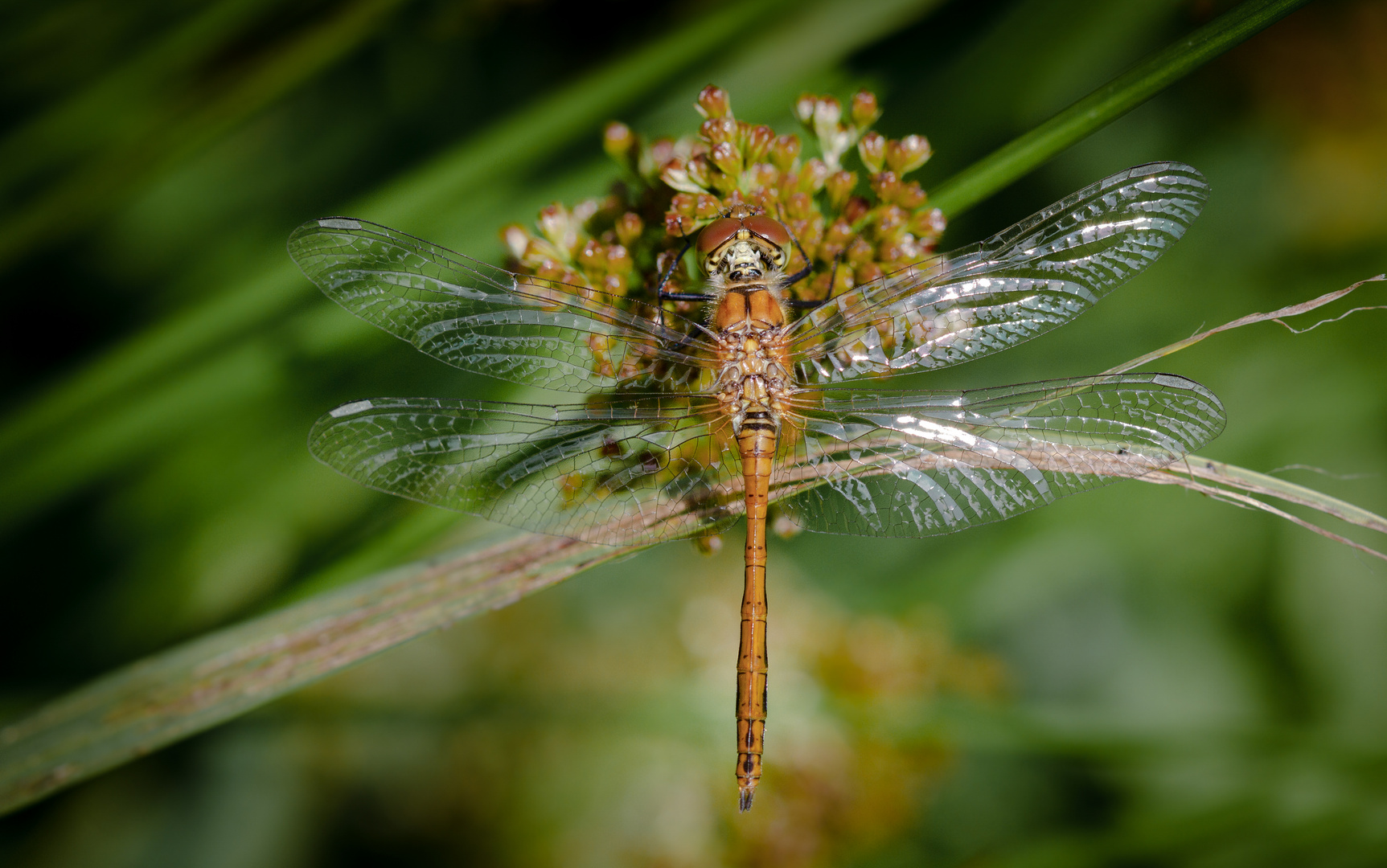 blutrote heidelibelle m.