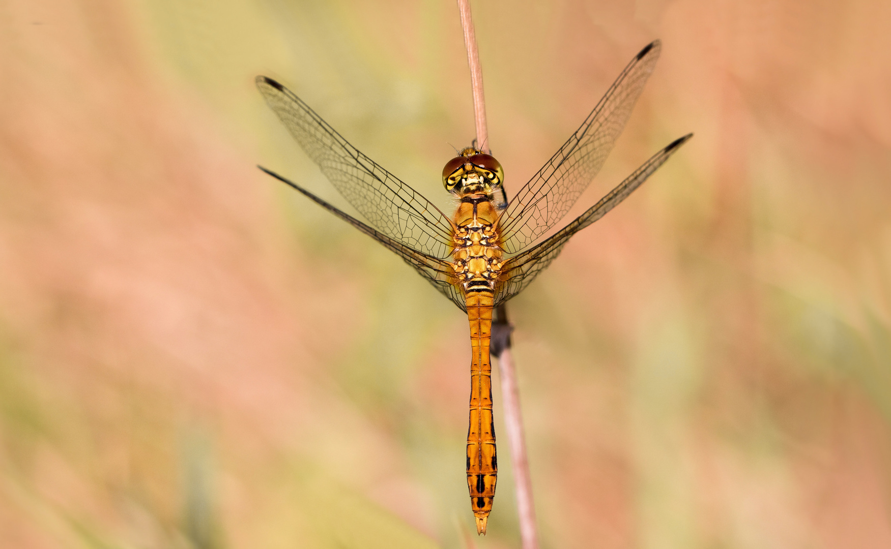 blutrote-heidelibelle m.