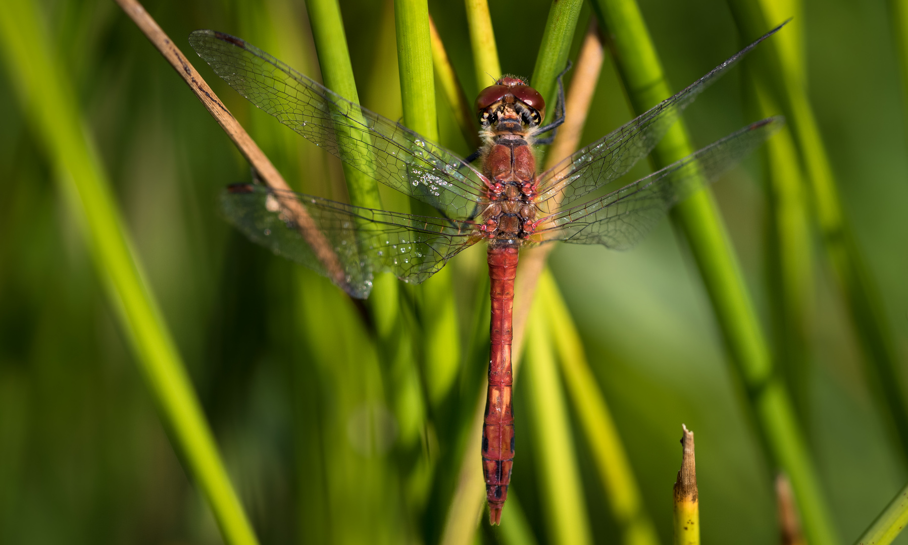 blutrote heidelibelle m.