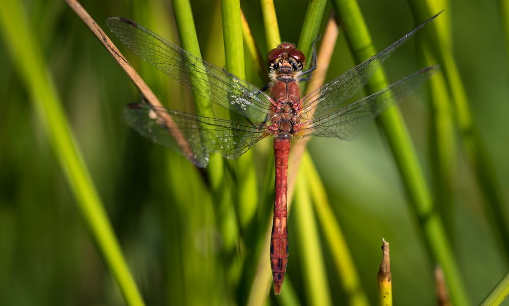 blutrote heidelibelle m.