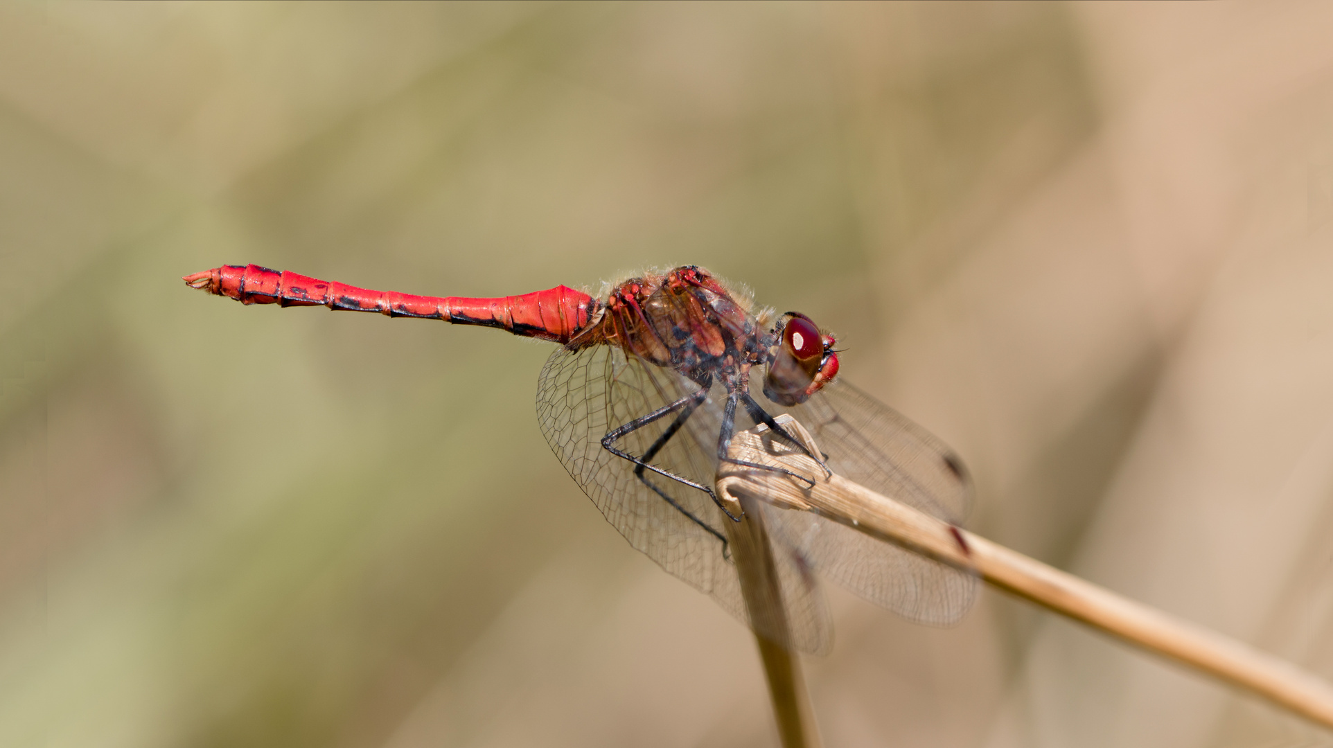 blutrote heidelibelle m.