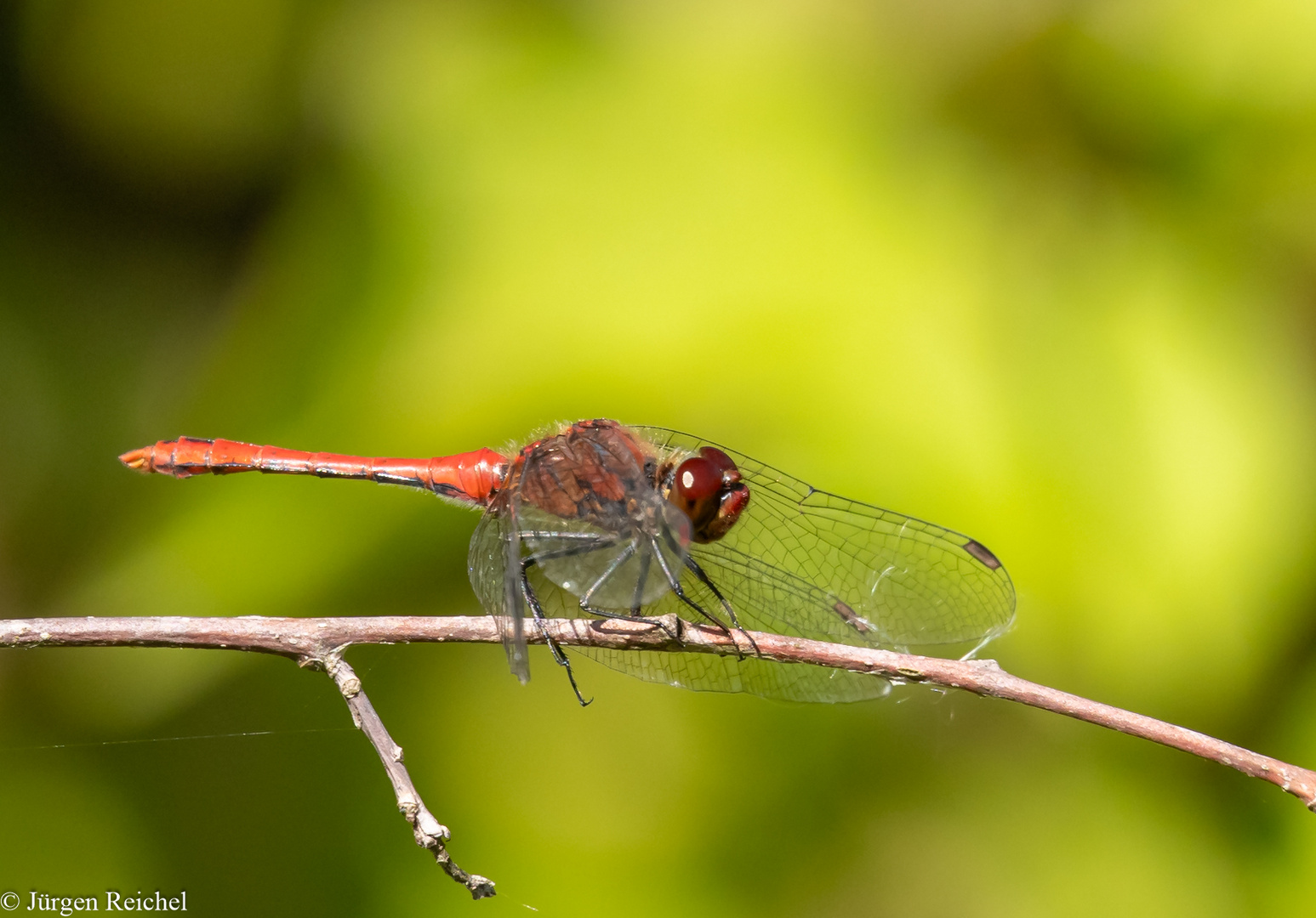 Blutrote Heidelibelle m.  ( Sympetrum sanguineum ) 